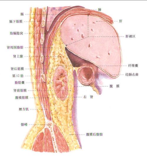 肾筋膜 (通过右肾的矢状断面)
