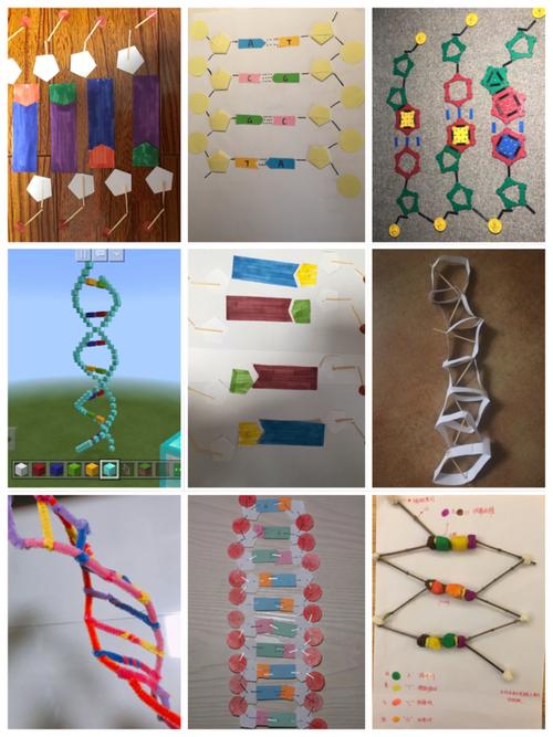 探寻生物结构之妙——学紫高一(1)dna模型创意制作show