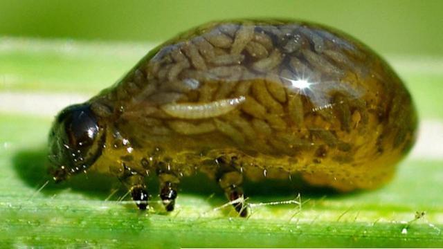 蛀牙用韭菜籽熏出的虫子到底是什么?牙科医生:谣言!