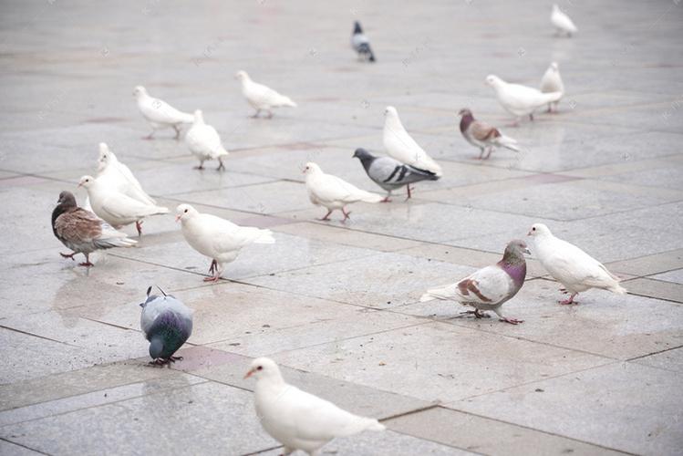 摄影图库 广场 广场上鸽子摄影图 广场上鸽子摄影图摄影作品2020-04