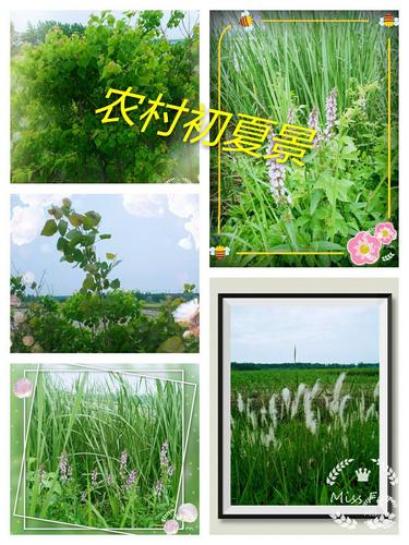 农村的初夏(1)