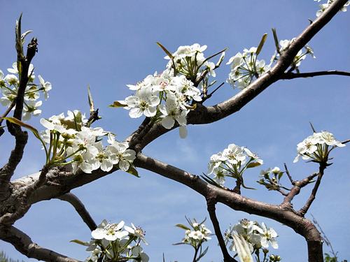 抚顺梨花谷景区