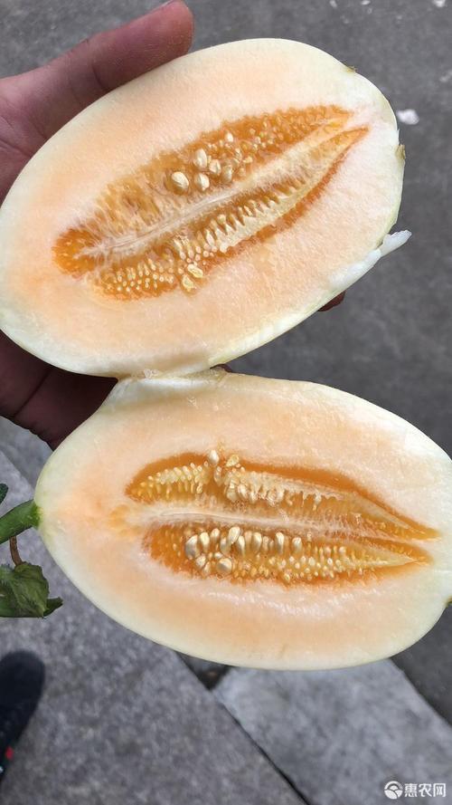 东方蜜1号 1斤以上