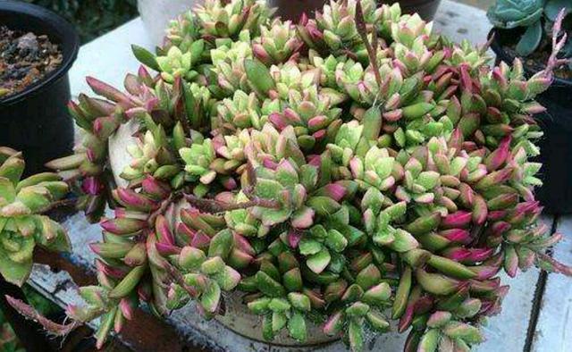 养一盆吹雪之松锦,颠覆你对出锦多肉不好养的偏见