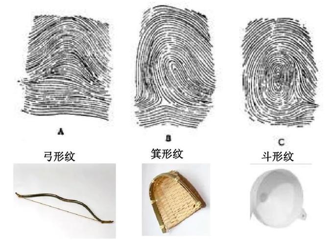 指纹分为三种类型:分别是弓型,箕型和斗型,大家看看图片,为什么分为