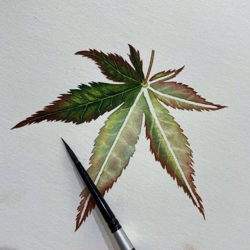 很精致的彩铅水彩画 细节刻画很细腻