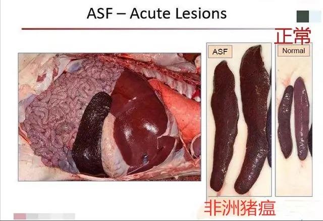 猪发热身上发红是不是非瘟?高热类猪病详细解析
