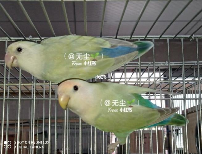 白面金顶果绿澳桂_牡丹_牡丹鹦鹉_宠物_宠物其他