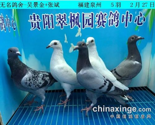 翠枫园2月27日幼鸽入棚照2(小棚) - 贵州翠枫园赛鸽()