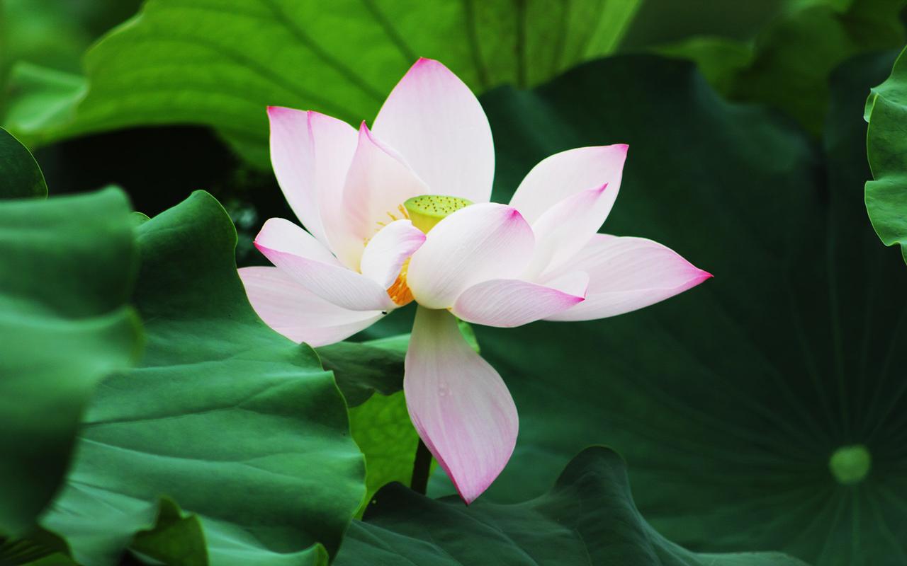 荷花摄影高清电脑桌面壁纸图片