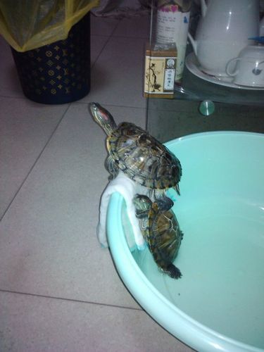 企图逃跑的小乌龟