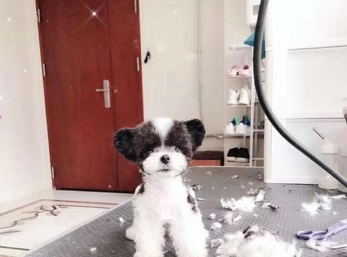 泰迪颜色很多,为何其中的花色泰迪这么少人养?背后有5