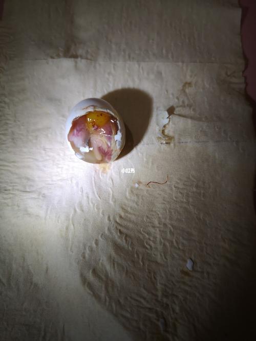 玄凤蛋孵化第二十三天剥开后