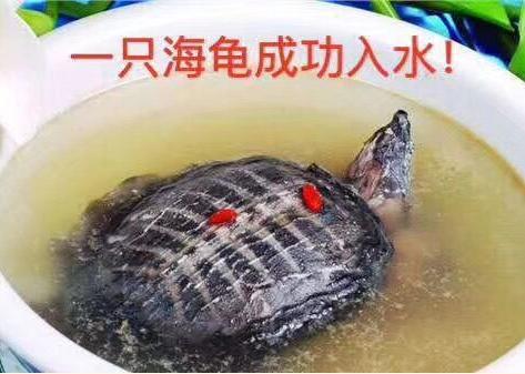海龟汤不是拿来喝的是拿来玩的《你已经猜到结局了吗?