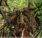 桄榔树,桄榔果和桄榔粉