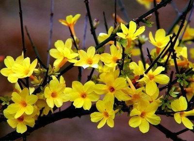 描写迎春花开的句子及图片