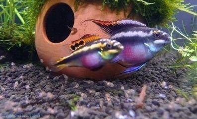 西非短鲷红肚凤凰—哈尔滨道里区群力观赏鱼