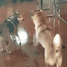 狗子是只好狗子,就是蹦迪蹦多了有点不正经