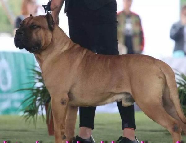 加纳利幼犬出售—潍坊藏獒