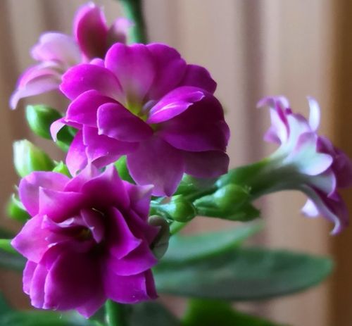 长寿花的生长过程,花儿虽小靓丽就好 ,小小花儿浪漫就好,花开花落心诚