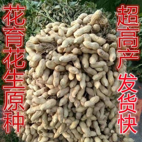 高产花生种子花育60花生原种超高产中果型千斤王一级种落花生种籽