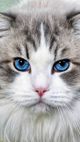 可爱的蓝色眼睛大脸猫咪壁纸
