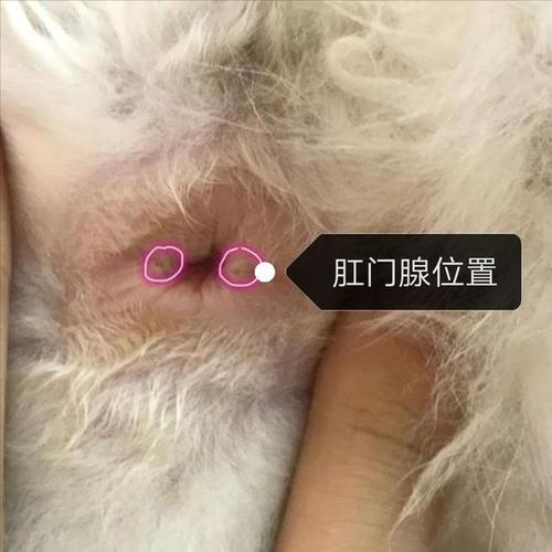 猫咪的肛门腺是指肛门周围的囊袋状的腺体,会分泌出含有臭味的液体