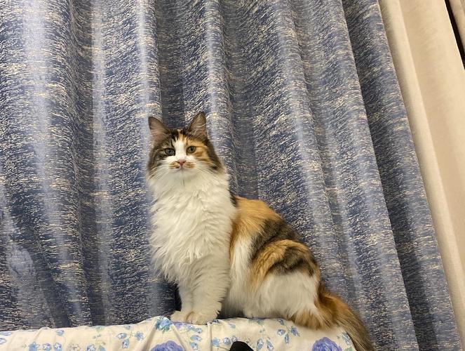 【讨论】长毛猫还是狮子猫?