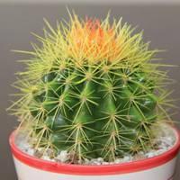 好看的仙人球微信头像_微信头像图片大全