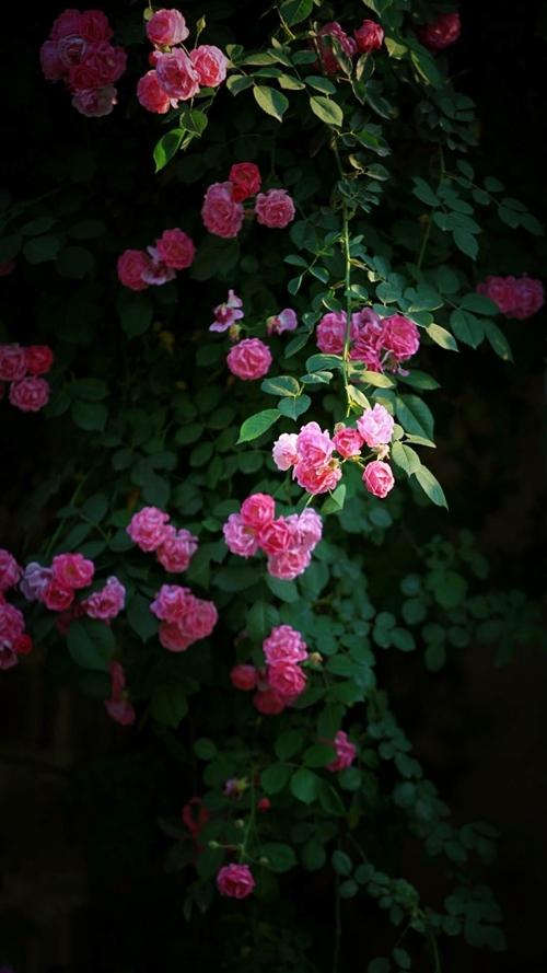 【门东蔷薇摄影图片】生态摄影_太平洋电脑网摄影部落