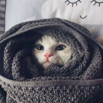 霸气猫头像男生