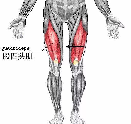 髋过度内旋 当髋关节过度内旋大腿外侧的股外侧肌也会跟随内旋的髋