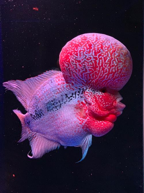 金属马骝超大头 - 罗汉鱼玩家 - 龙巅罗汉鱼