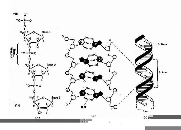 dna的分子结构