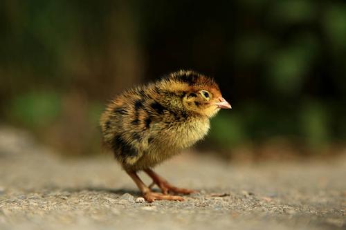 手掌里的小山鸡,瑟瑟发抖却又有点萌