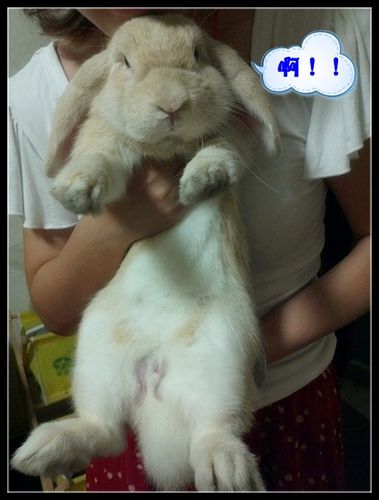 兔兔的jj和蛋蛋好邪恶哈哈