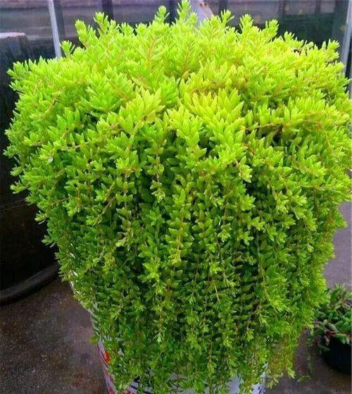 垂盆草清利湿热解毒