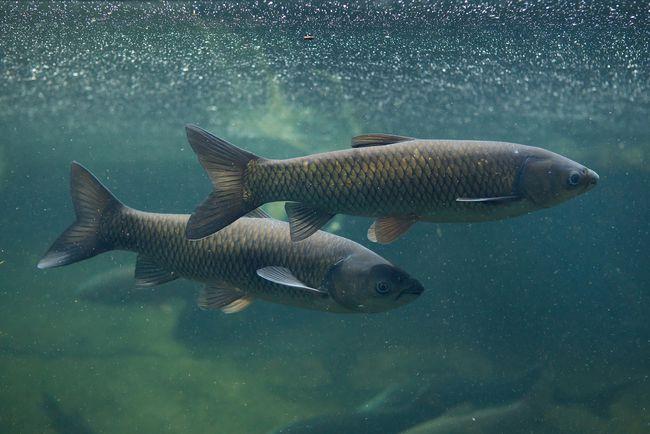 大草鱼的垂钓技巧,记住这几个细节,让你多钓上几条