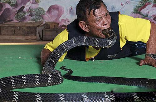 > 牛人活吞眼镜蛇 揭秘背后的原因 眼镜王蛇像其他眼镜蛇一样,在受到