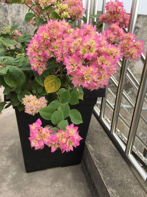 阳台党爱养的重瓣三角梅—怡锦,花团锦簇,花色美艳,三