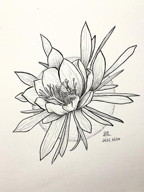 36/100|线稿|黑白装饰画|昙花_装饰画_秘密花园_文化