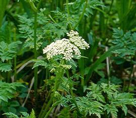 蛇床子提取物30%蛇床子素