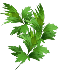 草药-花瓣网|陪你做生活的设计师 | 载,现在加入素材公社即可参与传
