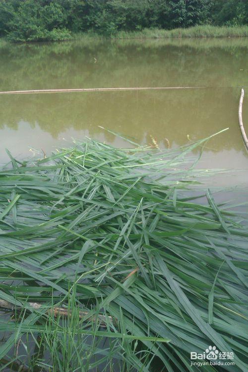 最新草鱼养殖技术怎样喂养大得快