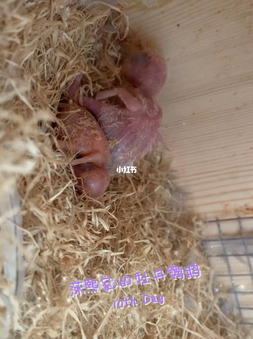 牡丹鹦鹉雏鸟宝宝破壳第十天_鹦鹉_牡丹_牡丹鹦鹉_宠物_宠物其他