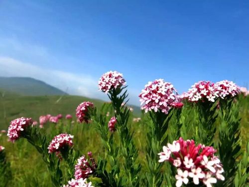 美丽的花儿在蓝天下绽放