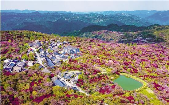 宁波章水镇:樱花满山
