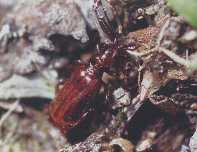 条角棒角甲-中国昆虫生态-图片