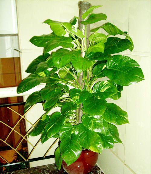 绿萝有7个品种多数人只见过后2种此才是高颜值绿萝