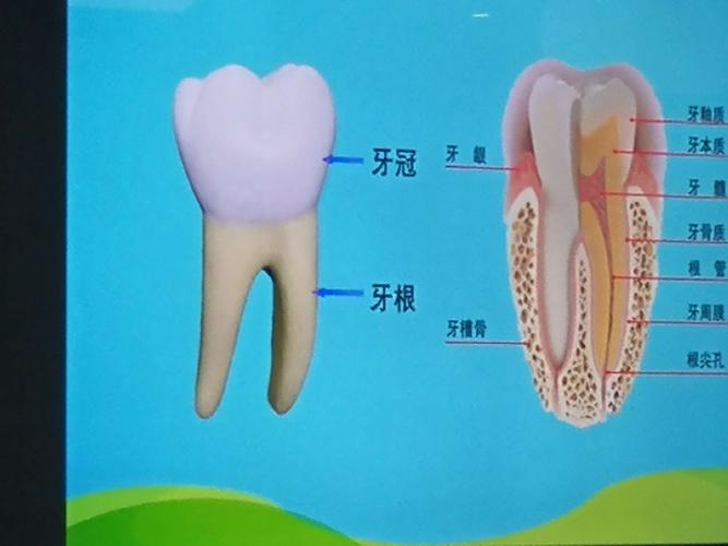 牙齿的结构你知道吗?